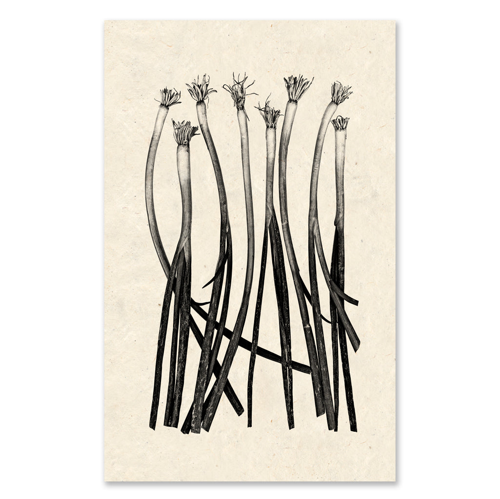 Green Onions - grand format - 40x60" single sheet rag (natural)