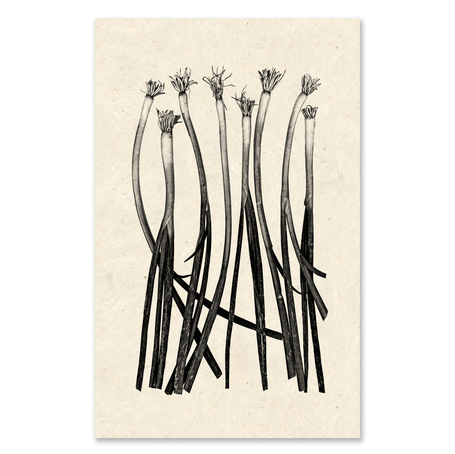 Green Onions - grand format - 40x60" single sheet rag (natural)