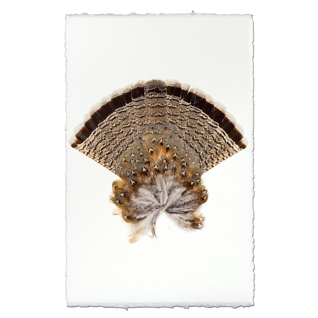 Ruffed Grouse Tail