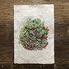 Hydrangeas #4 (Amate Perla)