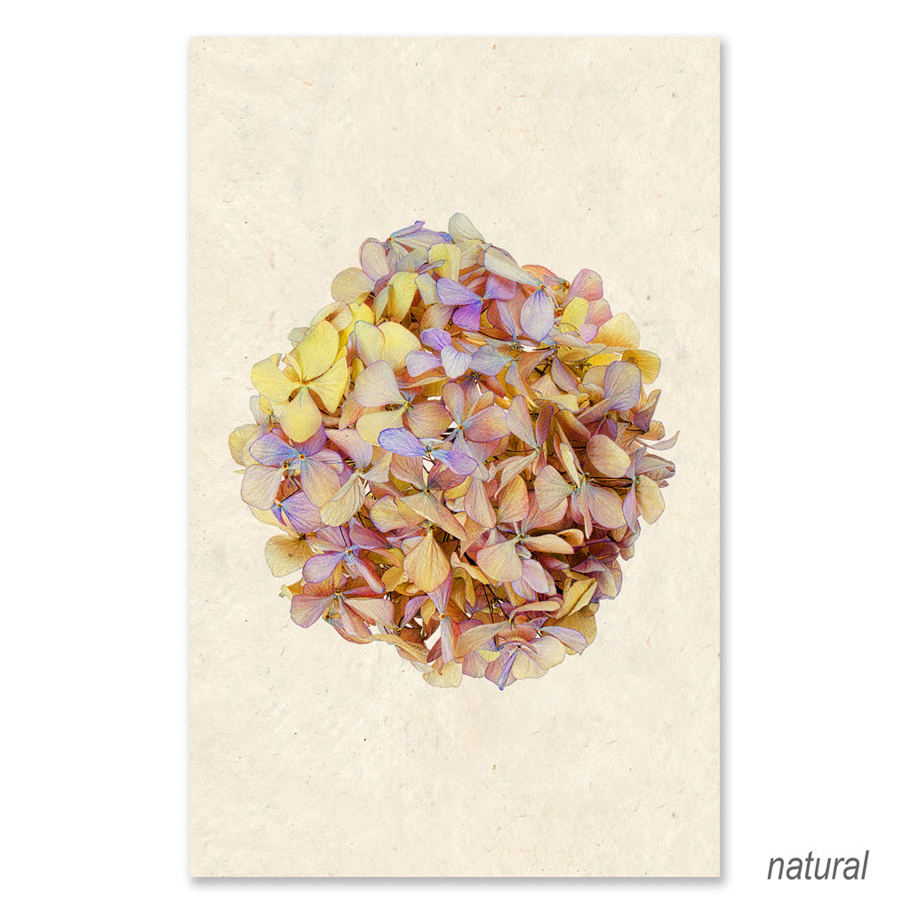 Hydrangeas #6 Grand Format