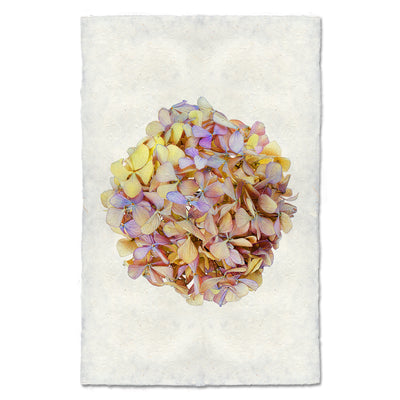 Hydrangeas #6