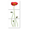 Iceland Poppy color Trilogy