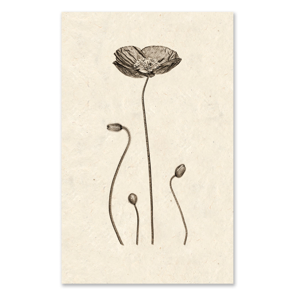 Iceland Poppy - grand format - 40x60" single sheet rag (natural)