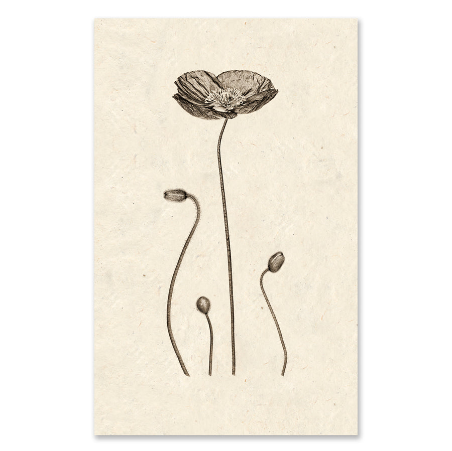 Iceland Poppy - grand format - 40x60" single sheet rag (natural)