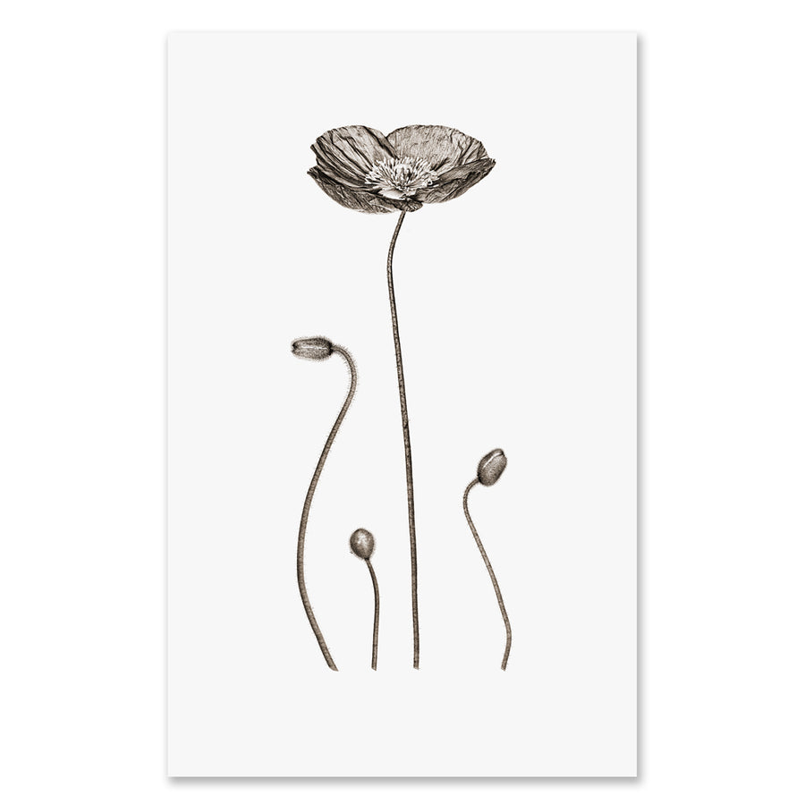 Iceland Poppy - grand format - 40x60" single sheet rag (White)