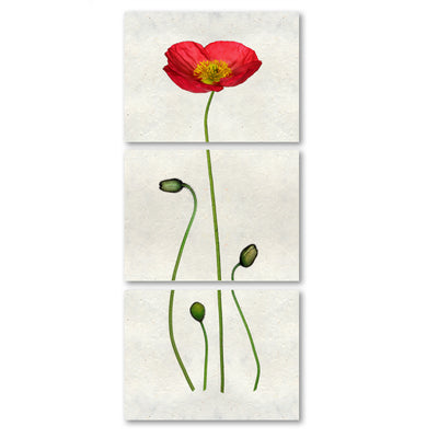 Iceland Poppy color Trilogy