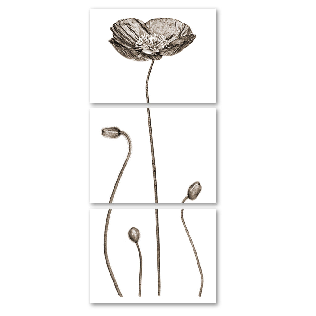 Iceland Poppy Trilogy