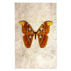 Papilionoidea #2