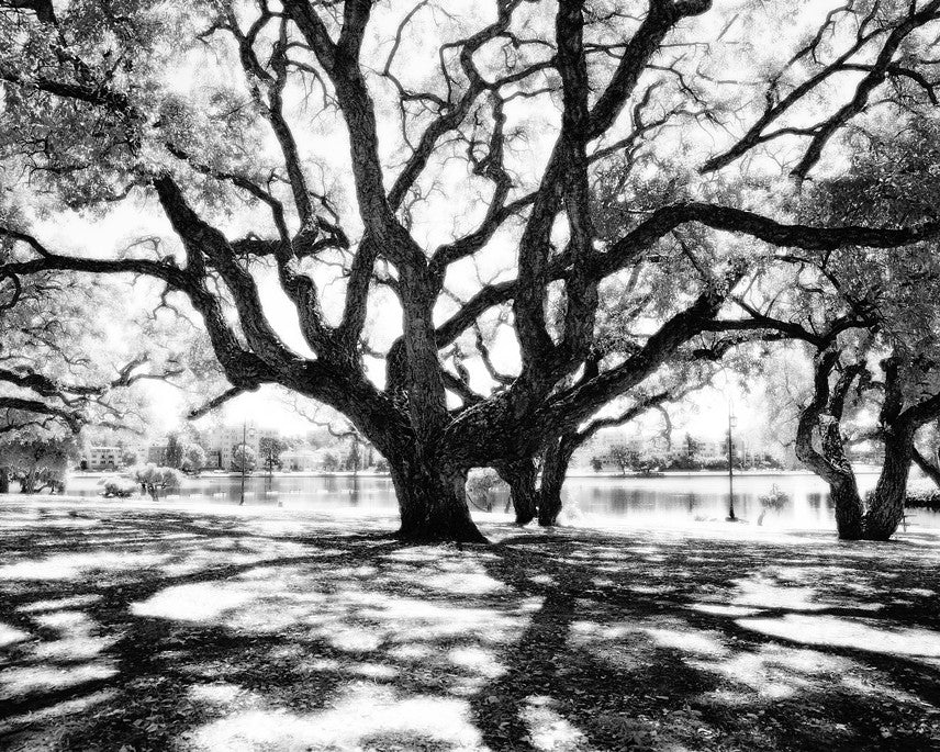 Lakeside Tree, Lake Merritt- Oakland, CA