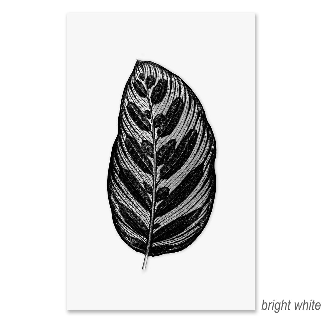 Leaf in Leaf grand format