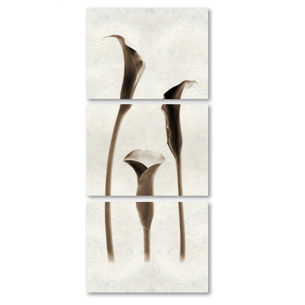 Lilies Trilogy