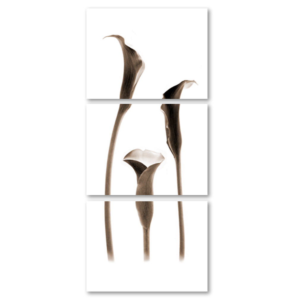 Lilies Trilogy