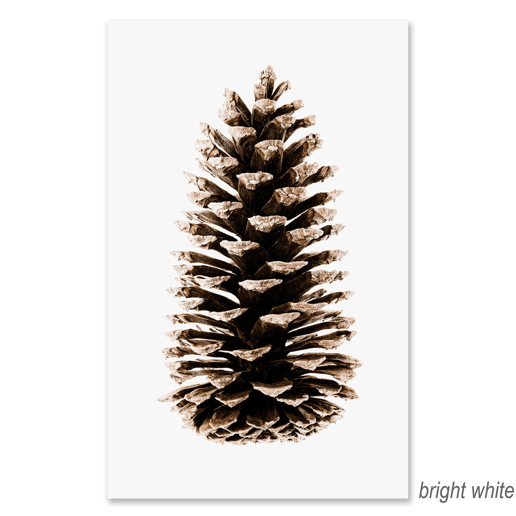 Loblolly Pine grand format