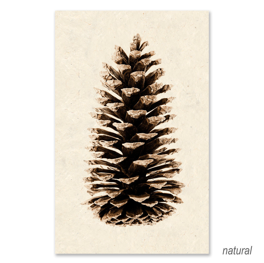 Loblolly Pine grand format