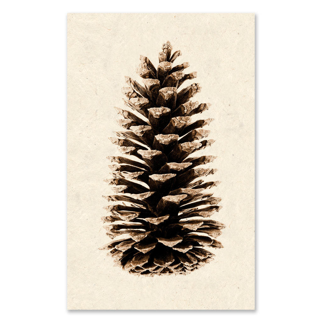 Loblolly Pine grand format