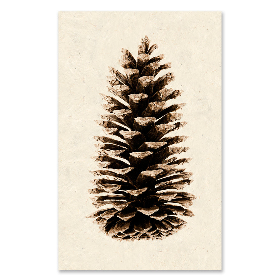 Loblolly Pine grand format