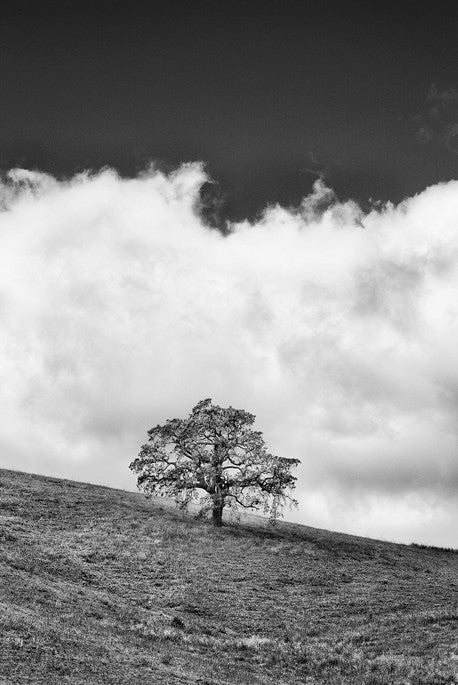 Lone Oak - Contra Costa, CA
