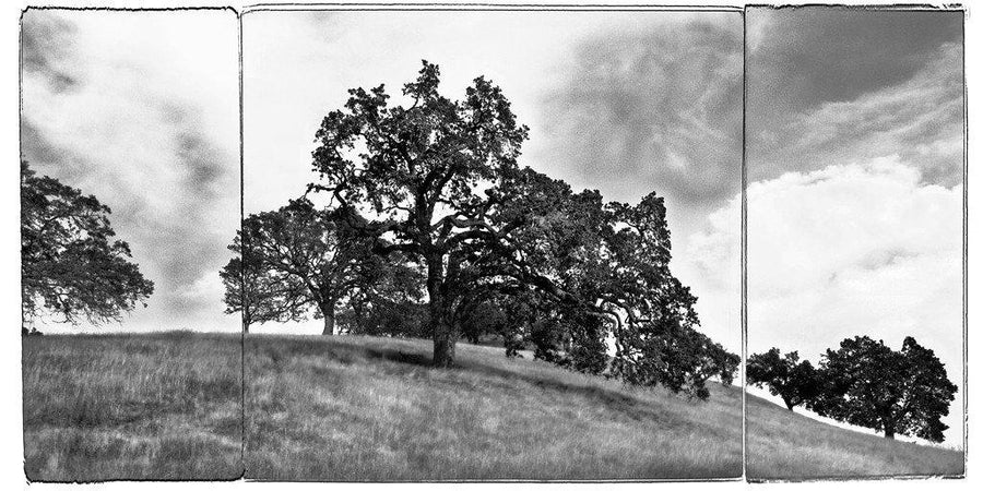 Mt. Diablo Study #2 - Contra Costa, CA