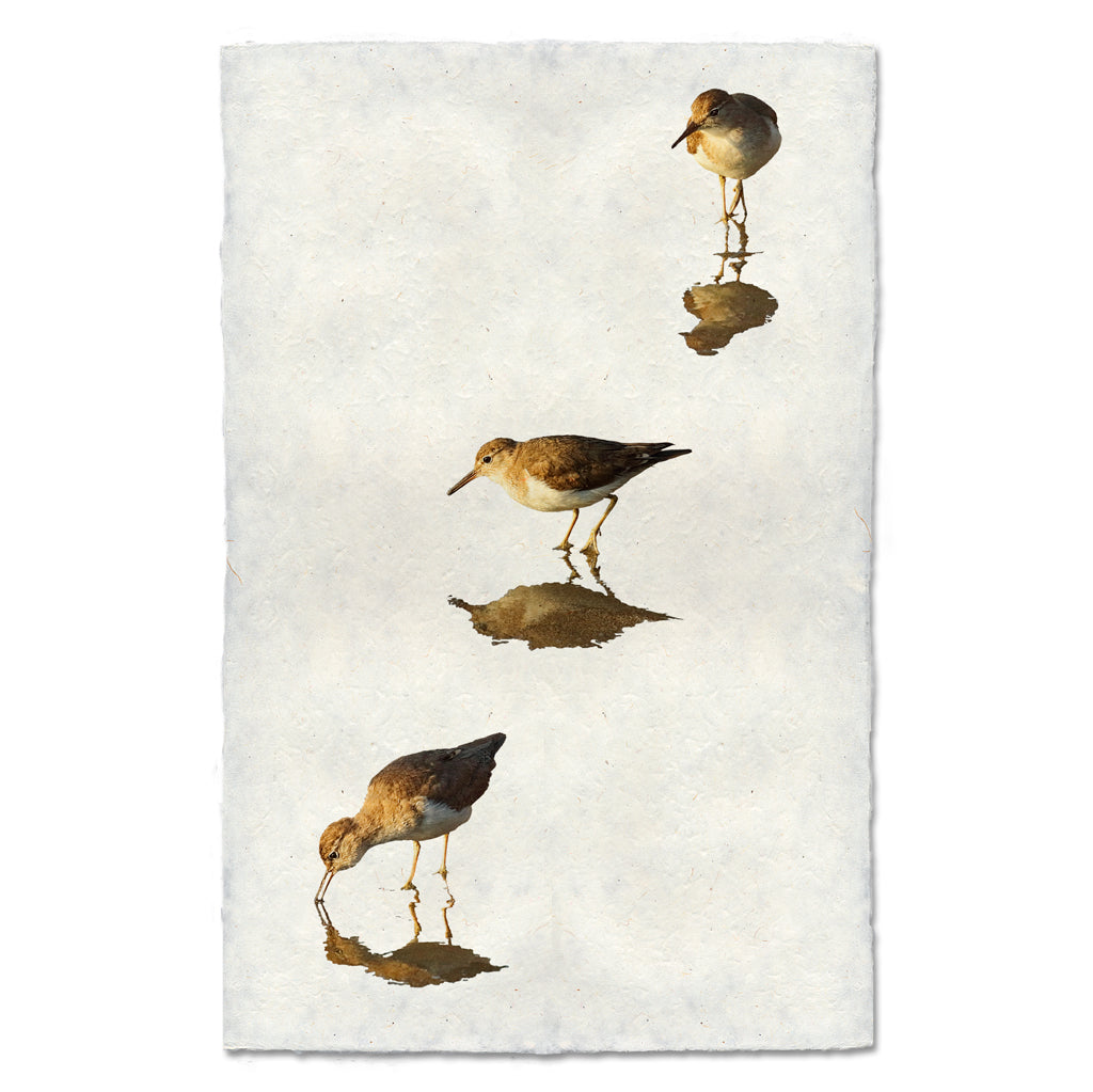 Three Sandpipers