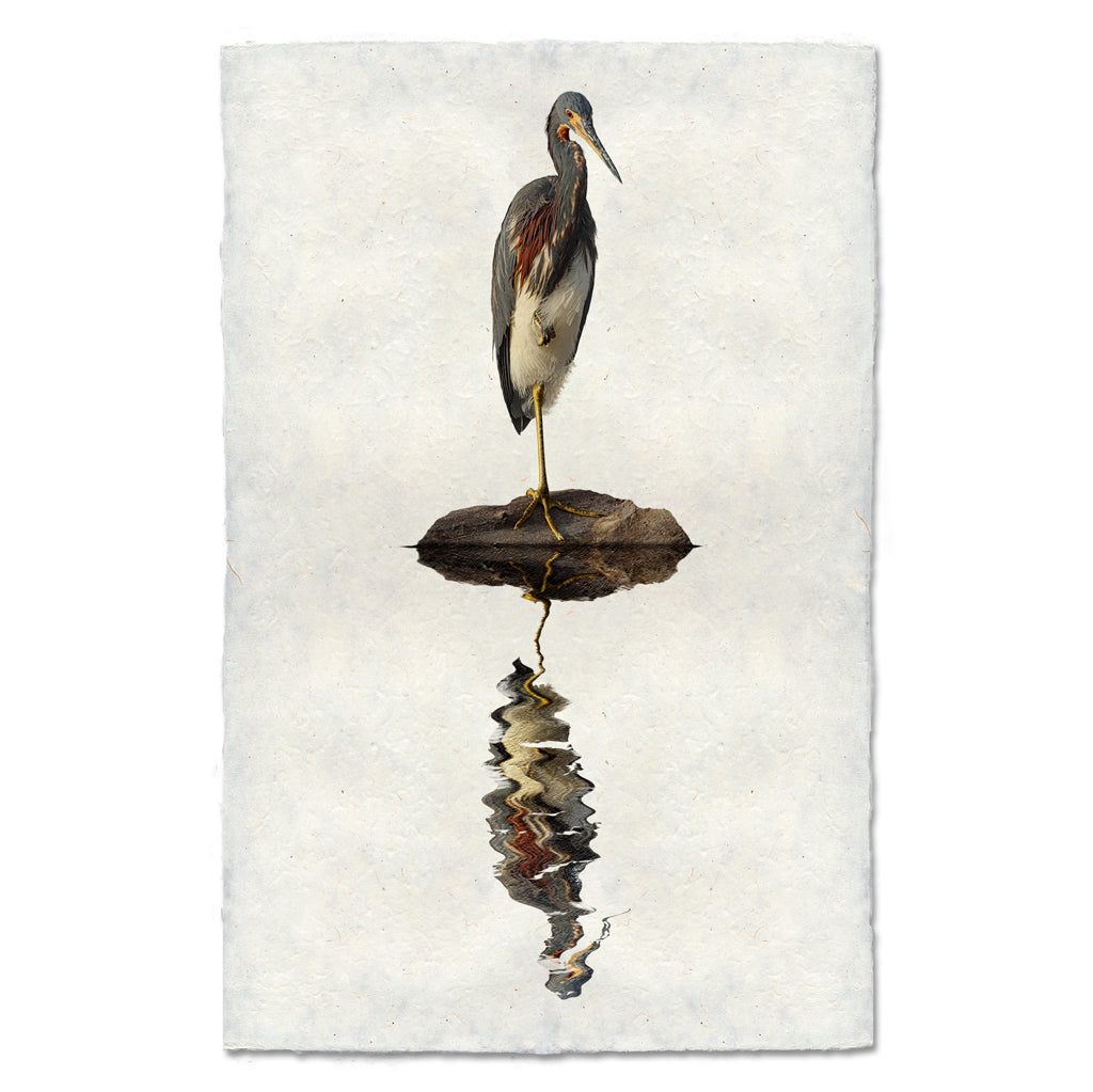 Tricolored Heron