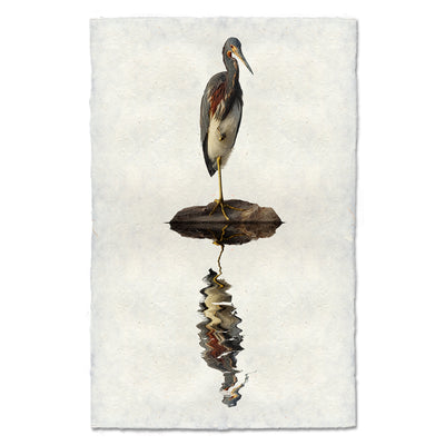 Tricolored Heron