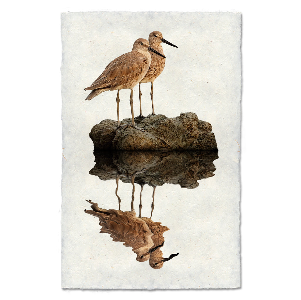 Two Willets