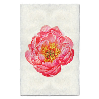 Coral Peony
