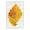 Elm Leaf