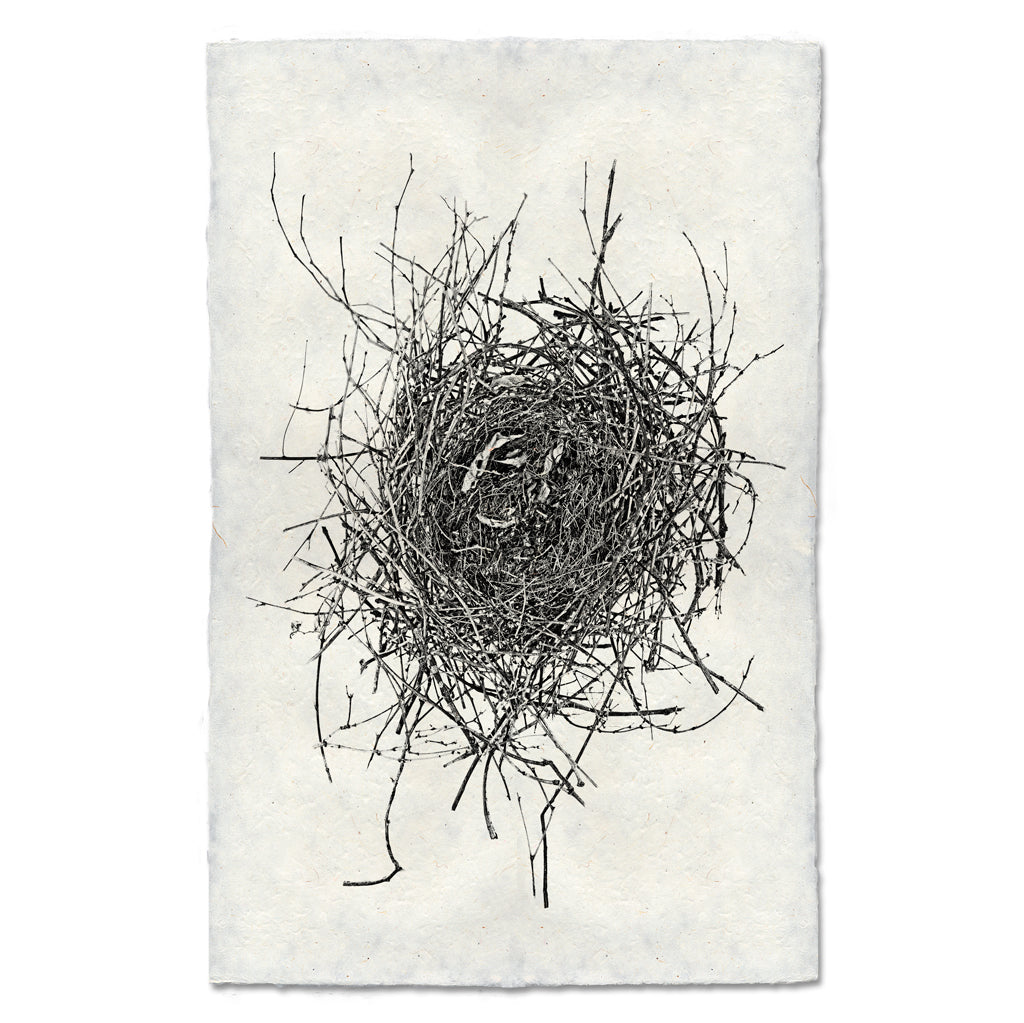 Nest Studies