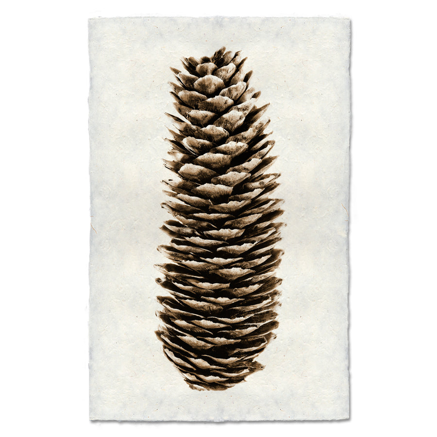 Norway Spruce