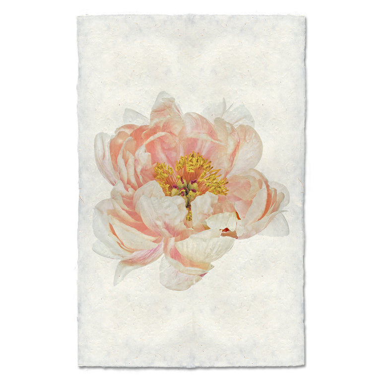 Peonies — BARLOGA STUDIOS- fine photographs on intriguing papers