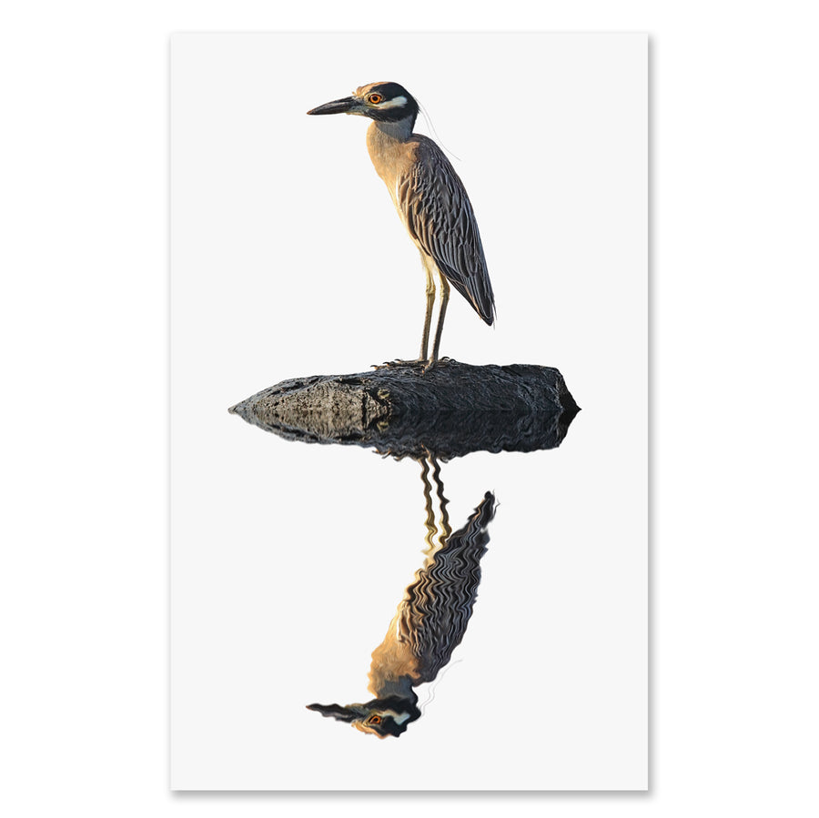 Night Heron grand format