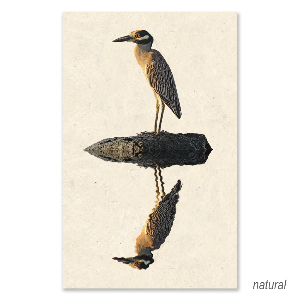 Night Heron grand format