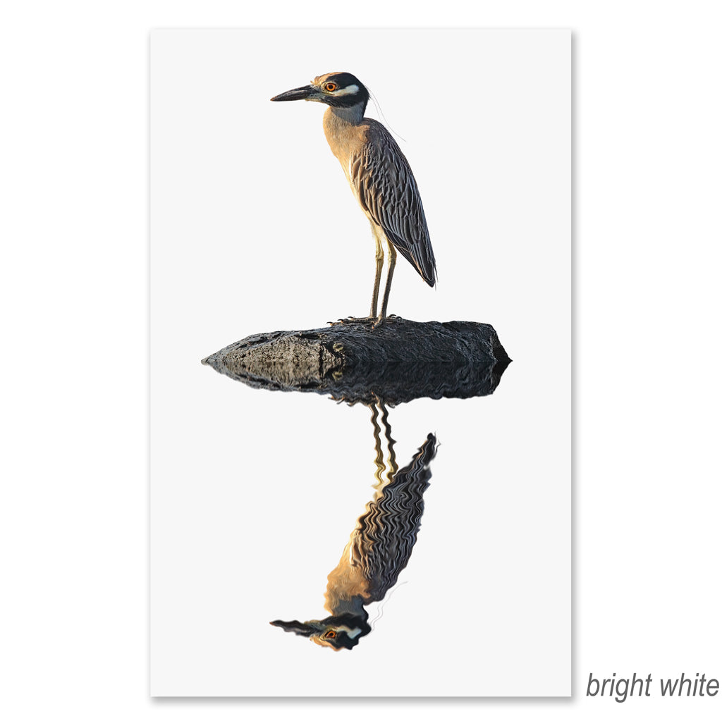 Night Heron grand format