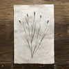 Canary Grass (Amate Perla)