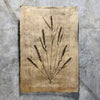 Grain Form (Amate Sierra)