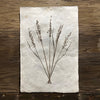 Oat Form (Amate Perla)