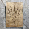 Oat Form (Amate Sierra)