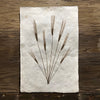 Wheat Form #2 (Amate Perla)