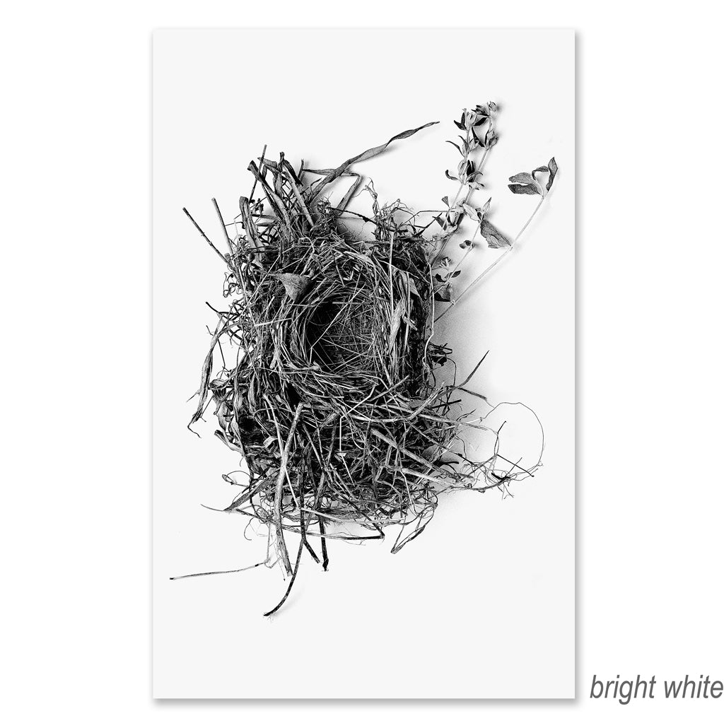 Nest #1 grand format