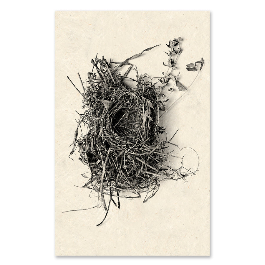 Nest #1 grand format