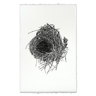 Nest Study #10
