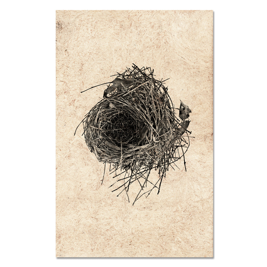 Nest Study #10