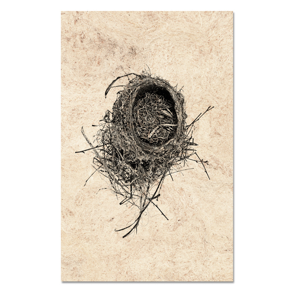 Nest Study #11