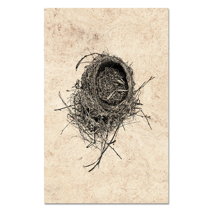 Nest Study #11