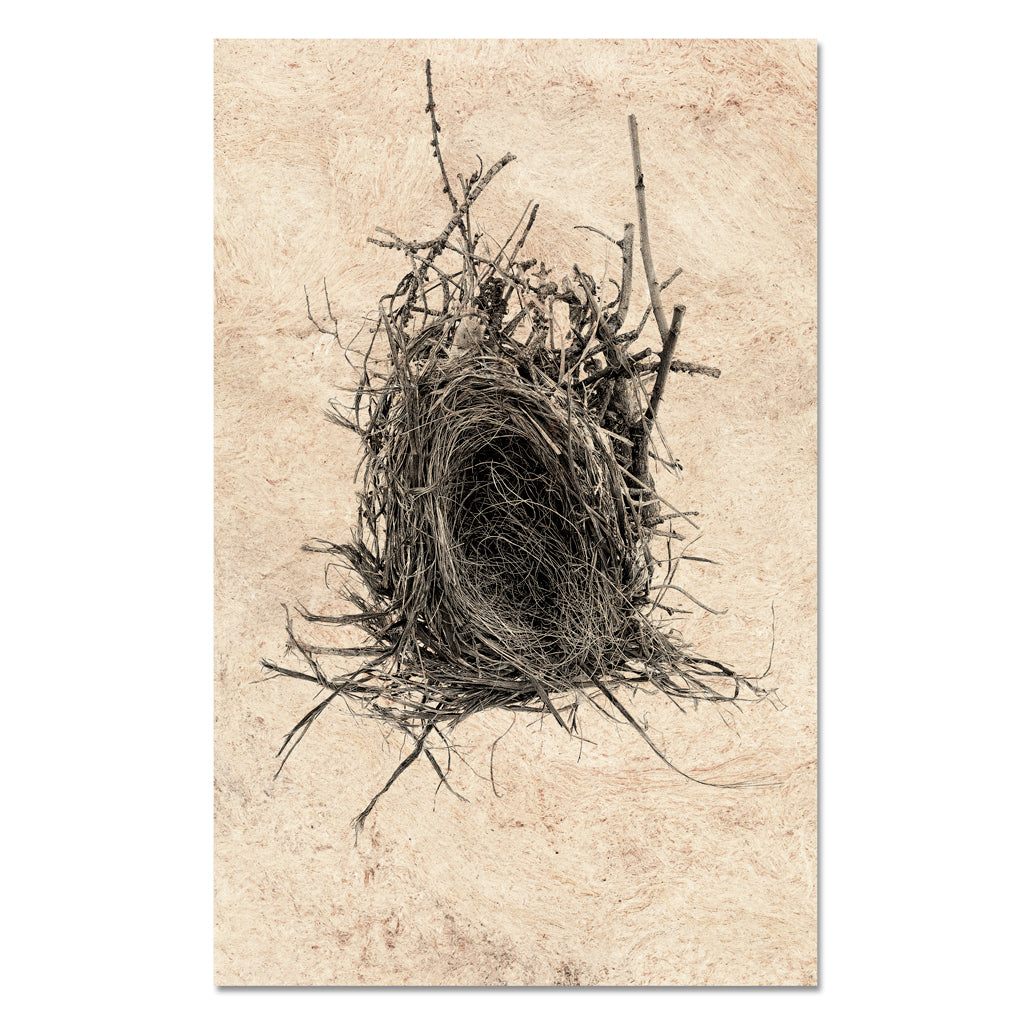 Nest Study #12