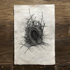Nest Study #12 (Amate Perla)