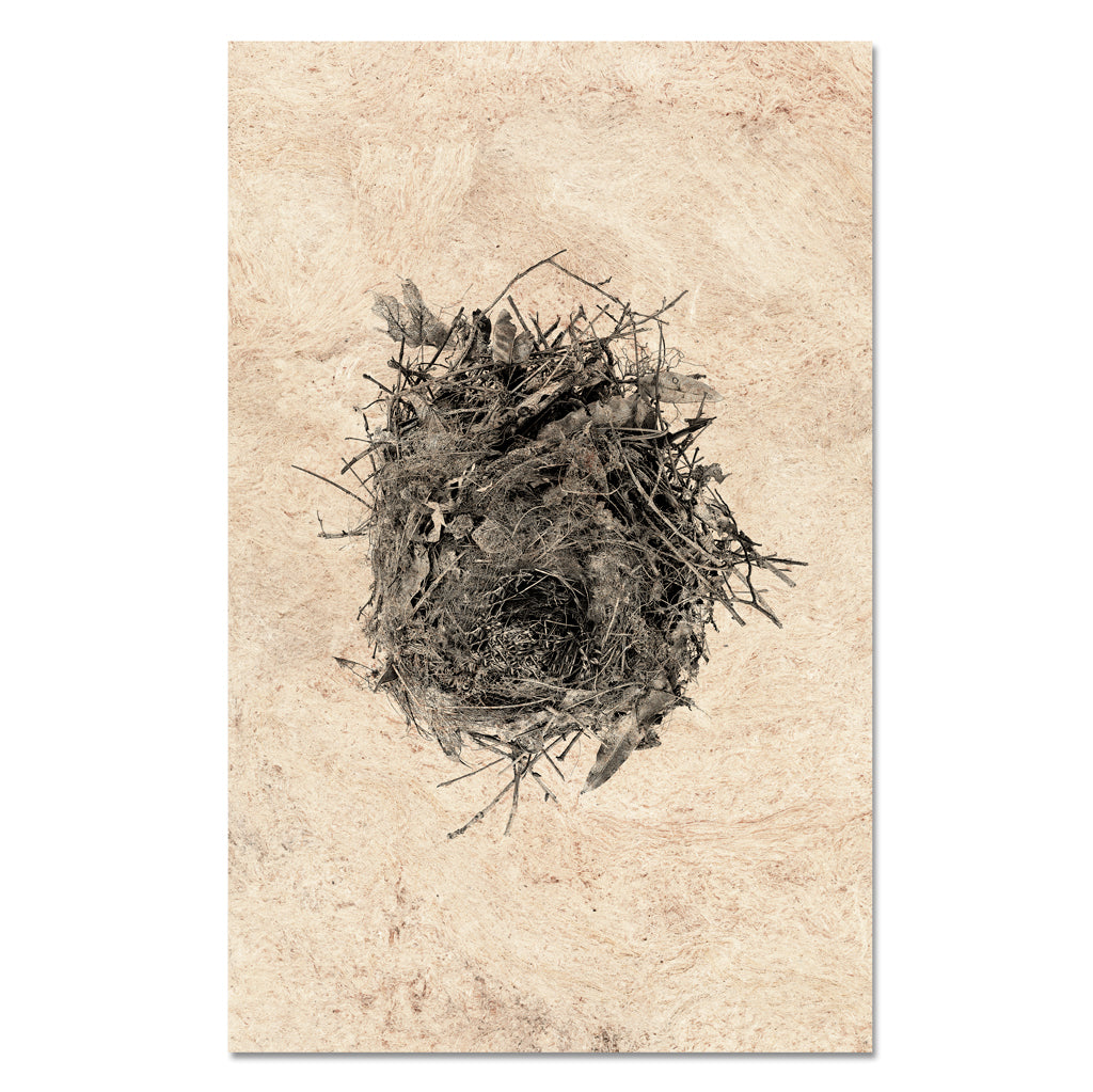 Nest Study #13