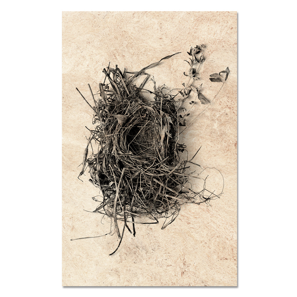 Nest Study #1
